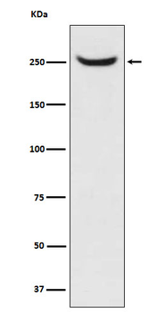 NUMA1 Recombinant Rabbit Monoclonal Antibody
