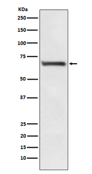 RPA70 Recombinant Rabbit Monoclonal Antibody