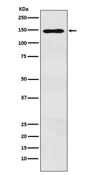MYBBP1A Recombinant Rabbit Monoclonal Antibody