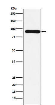 Cullin 1 Recombinant Rabbit Monoclonal Antibody