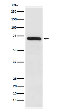 TRIM25 Recombinant Rabbit Monoclonal Antibody
