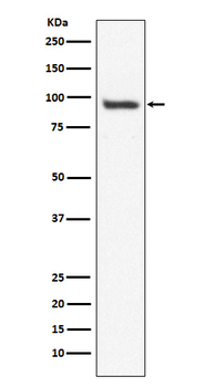 USP13 Recombinant Rabbit Monoclonal Antibody