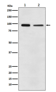 EEF2 Recombinant Rabbit Monoclonal Antibody