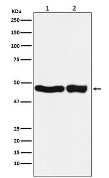 UQCRC2 Recombinant Rabbit Monoclonal Antibody