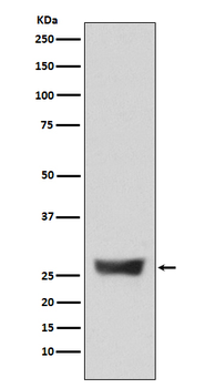 NDUFS3 Recombinant Rabbit Monoclonal Antibody