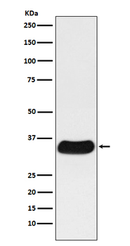 Galectin 4 Recombinant Rabbit Monoclonal Antibody
