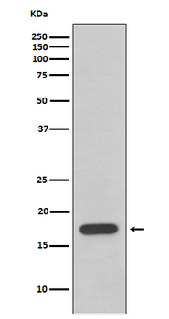 Cyclophilin F Recombinant Rabbit Monoclonal Antibody