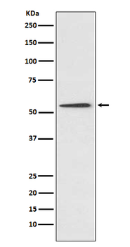 PROC Recombinant Rabbit Monoclonal Antibody