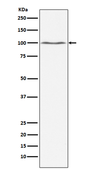 Dynamin 2 Recombinant Rabbit Monoclonal Antibody