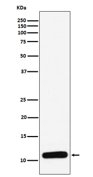 CXCL4 Recombinant Rabbit Monoclonal Antibody