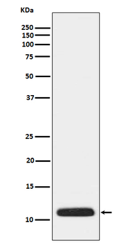 APOC3 Recombinant Rabbit Monoclonal Antibody