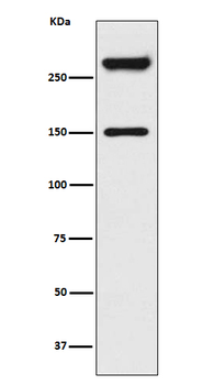 SPTAN1 Recombinant Rabbit Monoclonal Antibody