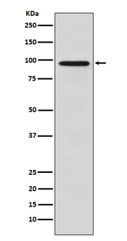 GOLGA1 Recombinant Rabbit Monoclonal Antibody
