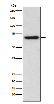 ITK Recombinant Rabbit Monoclonal Antibody