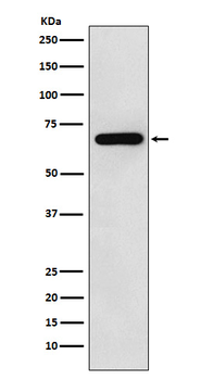 N WASP Recombinant Rabbit Monoclonal Antibody
