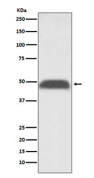 PABP2 Recombinant Rabbit Monoclonal Antibody