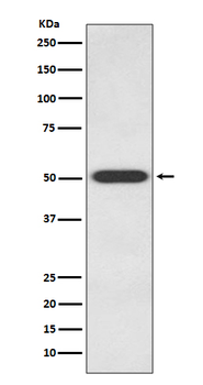 Endothelin B Receptor Recombinant Rabbit Monoclonal Antibody