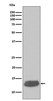 Parvalbumin Recombinant Rabbit Monoclonal Antibody