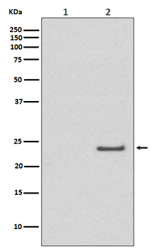 Phospho-CDC42 (Ser71) Recombinant Rabbit Monoclonal Antibody