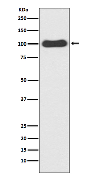 CDC5L Recombinant Rabbit Monoclonal Antibody