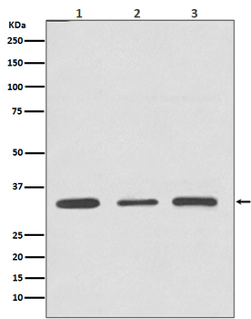 ATF5 Recombinant Rabbit Monoclonal Antibody