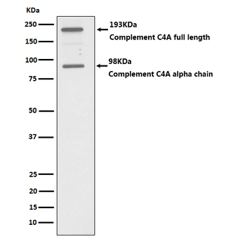 Complement C4 / C4a Recombinant Rabbit Monoclonal Antibody