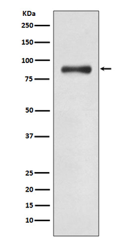 WASF2 Recombinant Rabbit Monoclonal Antibody