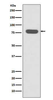 Radixin Recombinant Rabbit Monoclonal Antibody