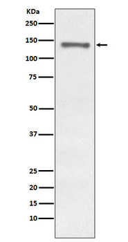 Raptor Recombinant Rabbit Monoclonal Antibody