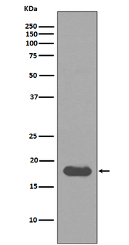 UBE2I Recombinant Rabbit Monoclonal Antibody