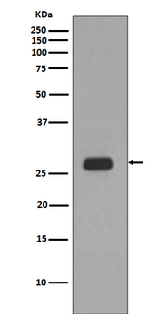 PHB1 Recombinant Rabbit Monoclonal Antibody
