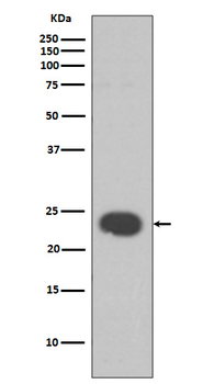 HP1 alpha Recombinant Rabbit Monoclonal Antibody