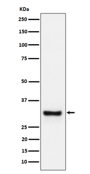 Adiponectin Recombinant Rabbit Monoclonal Antibody