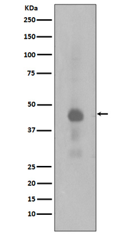 Phospho-CREB-1 (Ser133) Recombinant Rabbit Monoclonal Antibody