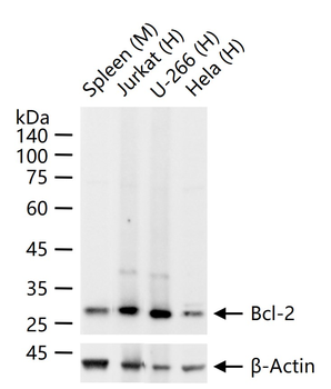 Bcl-2 Recombinant Rabbit Monoclonal Antibody