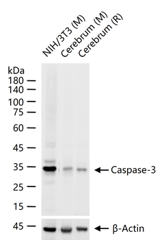 Caspase-3 Recombinant Rabbit Monoclonal Antibody