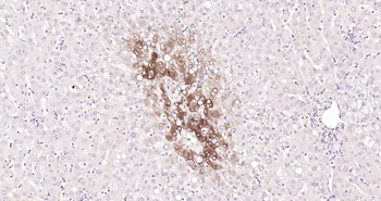 Glutamine synthetase Rabbit Polyclonal Antibody