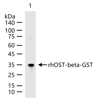 OST-beta Rabbit Polyclonal Antibody