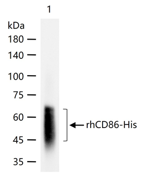 CD86 Recombinant Rabbit Monoclonal Antibody