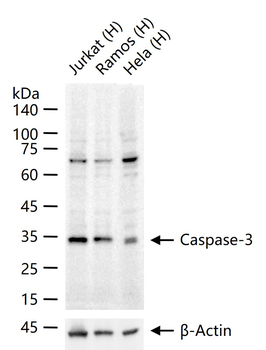 Caspase-3 Rabbit Polyclonal Antibody