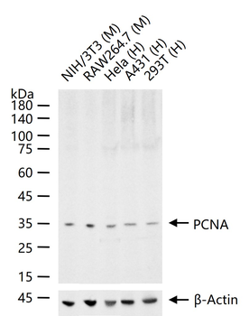 PCNA Rabbit Polyclonal Antibody