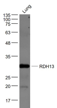RDH13 Rabbit Polyclonal Antibody