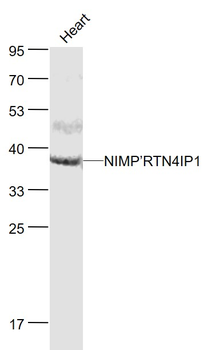NIMP/RTN4IP1 Rabbit Polyclonal Antibody