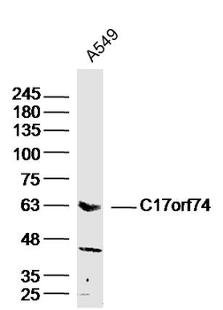 C17orf74 Rabbit Polyclonal Antibody