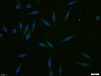 P53 (FL-393) Rabbit Polyclonal Antibody