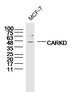CARKD Rabbit Polyclonal Antibody