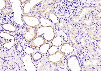 RENBP Rabbit Polyclonal Antibody