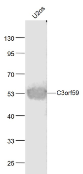 C3orf59 Rabbit Polyclonal Antibody