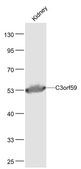 C3orf59 antibody