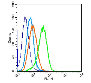 Calponin 1 + 2 + 3 Rabbit Polyclonal Antibody